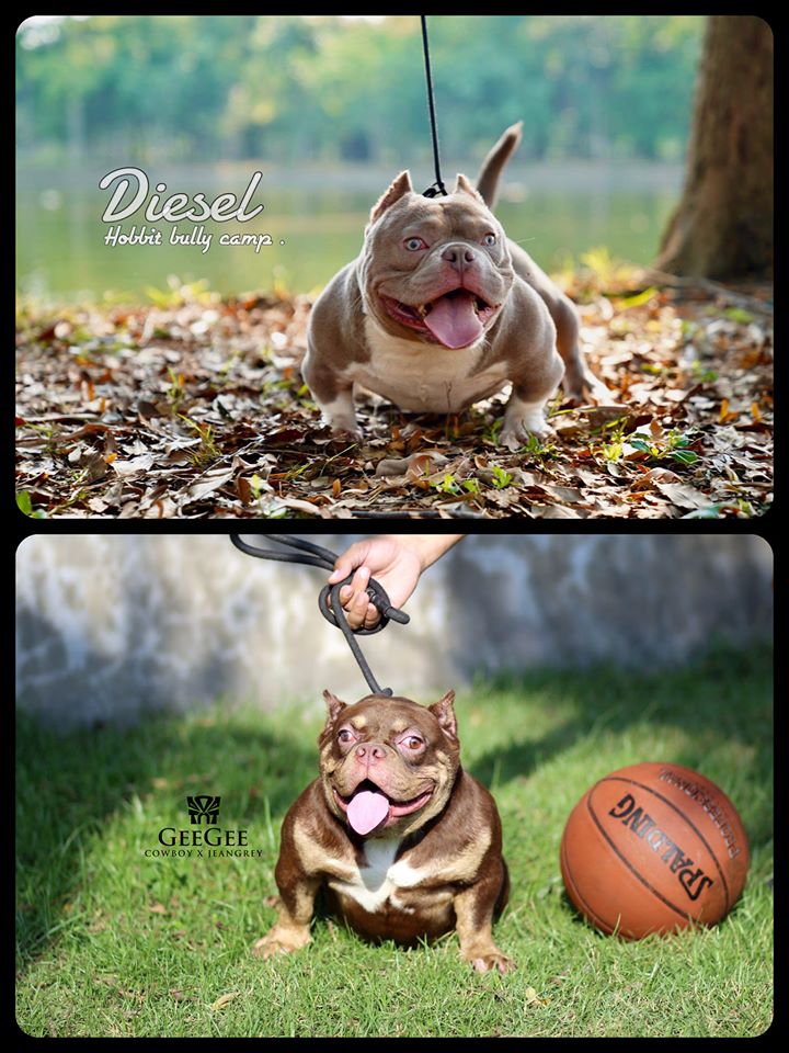 /images/breeding/ฟาร์มบูลลี่นครปฐม_Diesel_Geegee_tntkennel_1