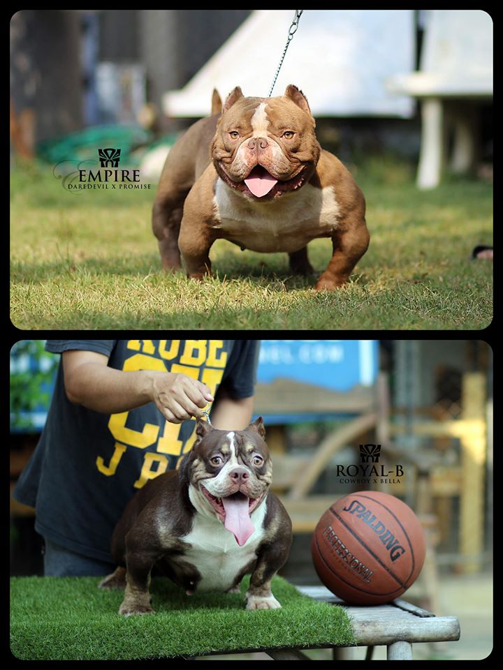 ฟาร์มบูลลี่นครปฐม_Empire_RoyalB_tntkennel_1