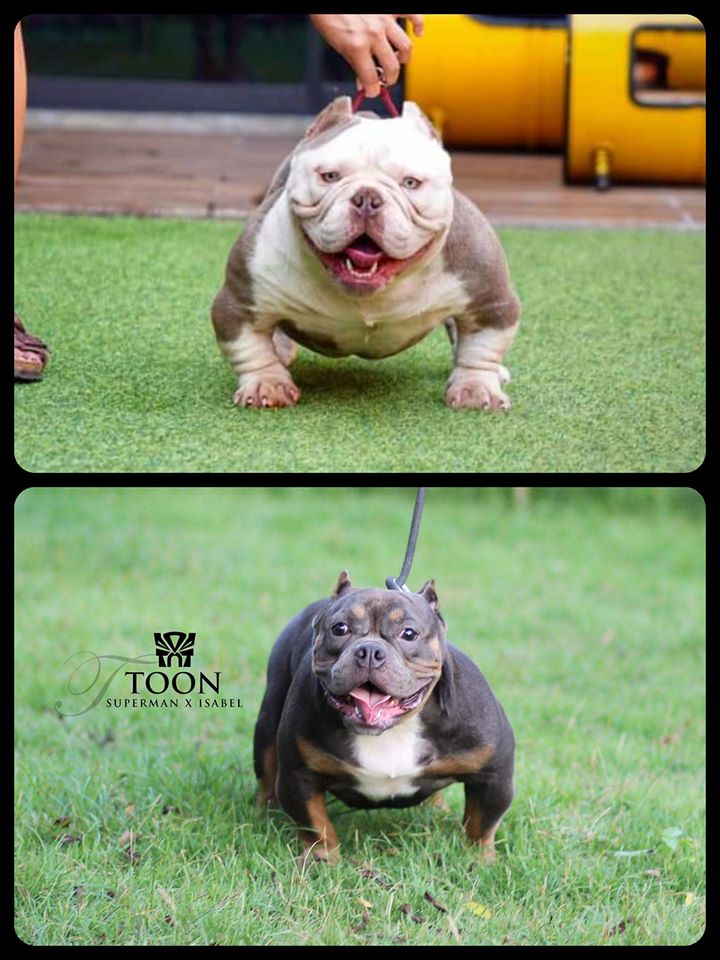 ฟาร์มบูลลี่นครปฐม_Wingman_Toon_tntkennel_1