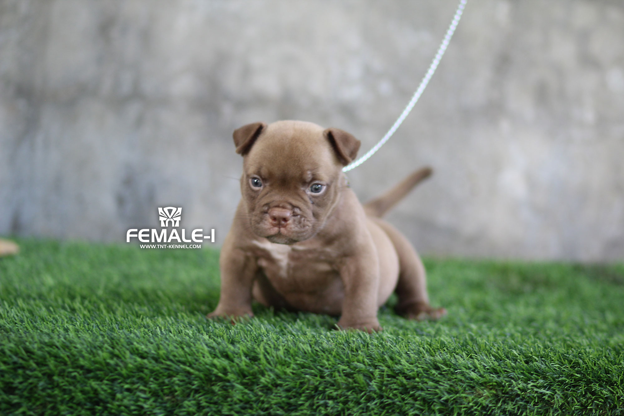F1_tntkennel_ฟาร์มบูลลี่นครปฐม