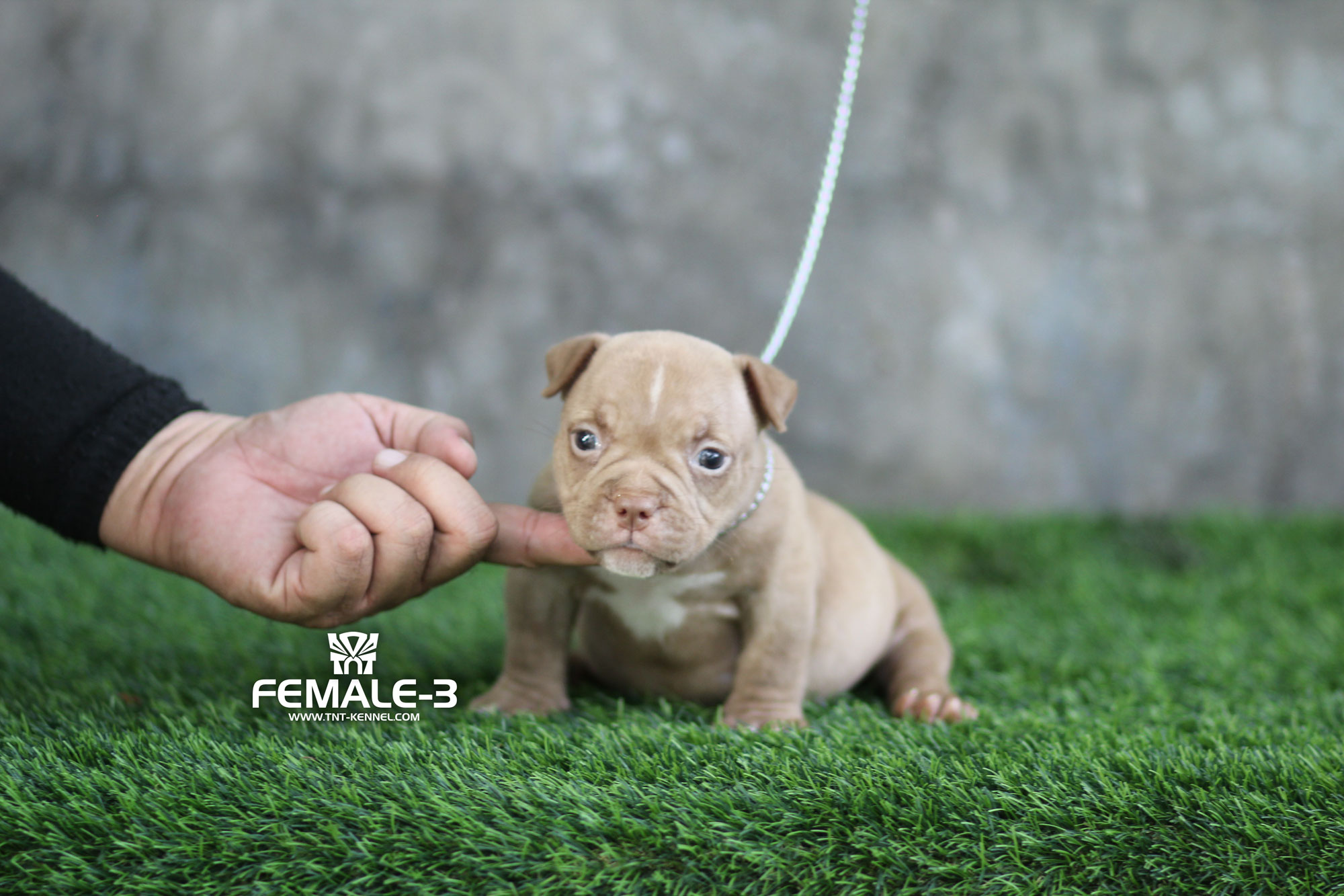 F3_tntkennel_ฟาร์มบูลลี่นครปฐม