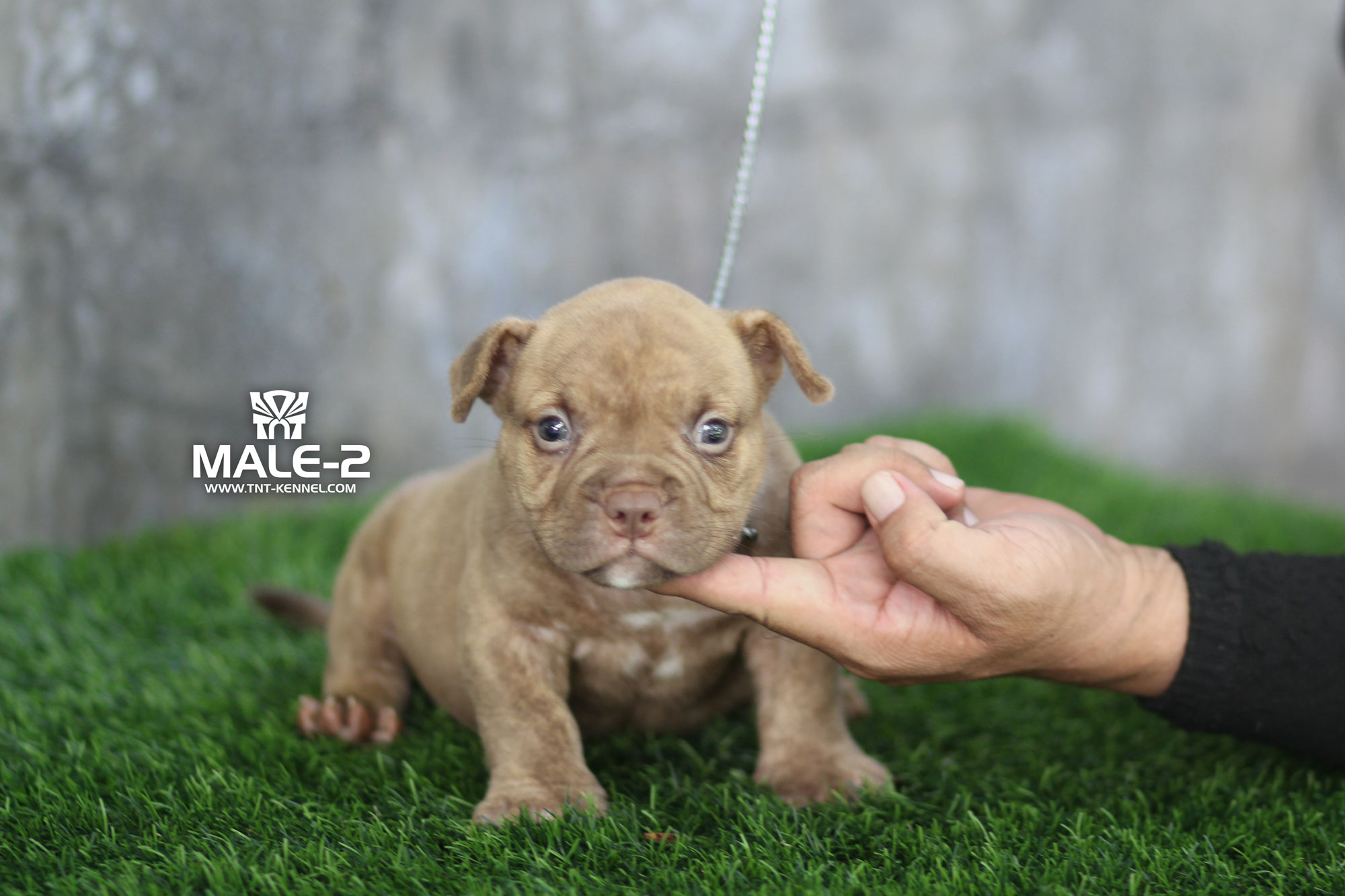 M2_tntkennel_ฟาร์มบูลลี่นครปฐม