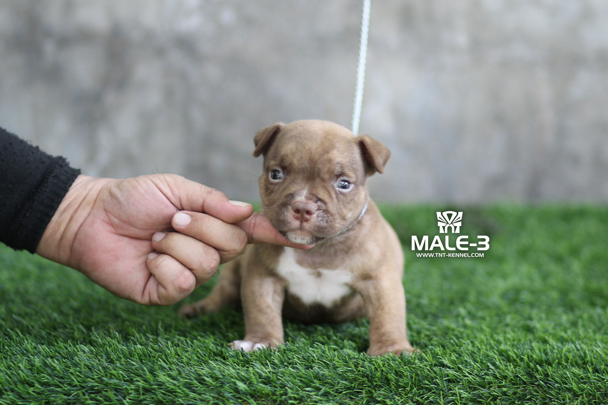 M3_tntkennel_ฟาร์มบูลลี่นครปฐม