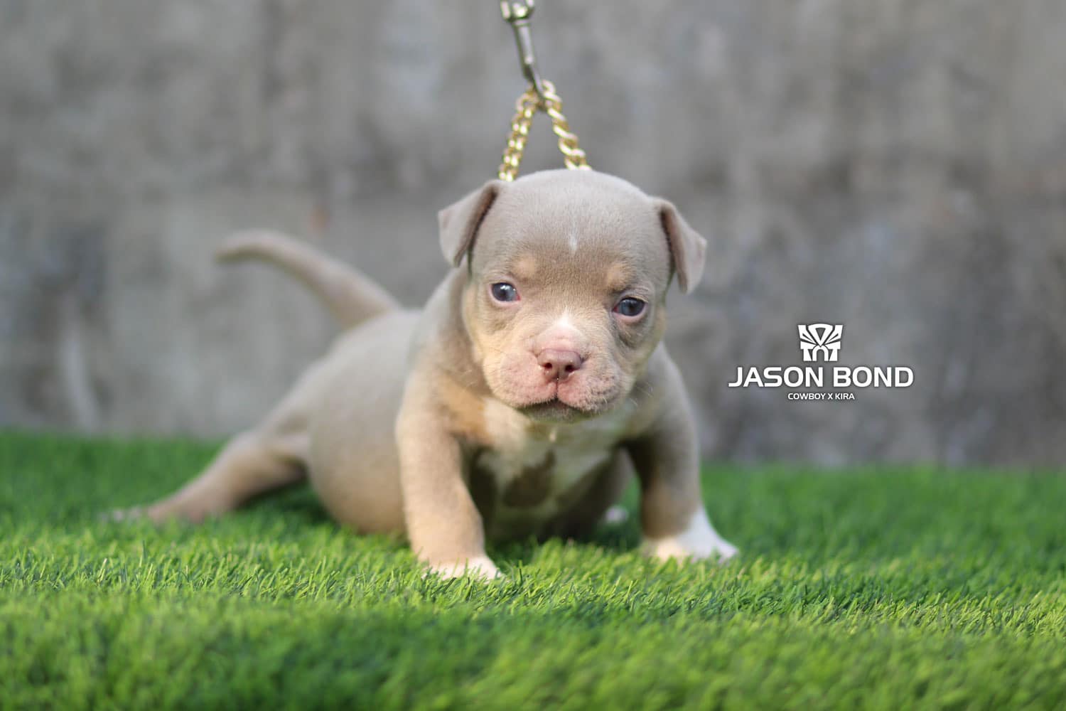 images/puppies/CowboyXKira/40Days/M2_CowboyXKira_tntkennel_ฟาร์มบูลลี่นครปฐม.jpg