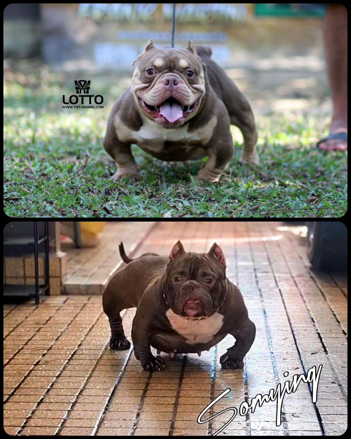 LottoXSomying