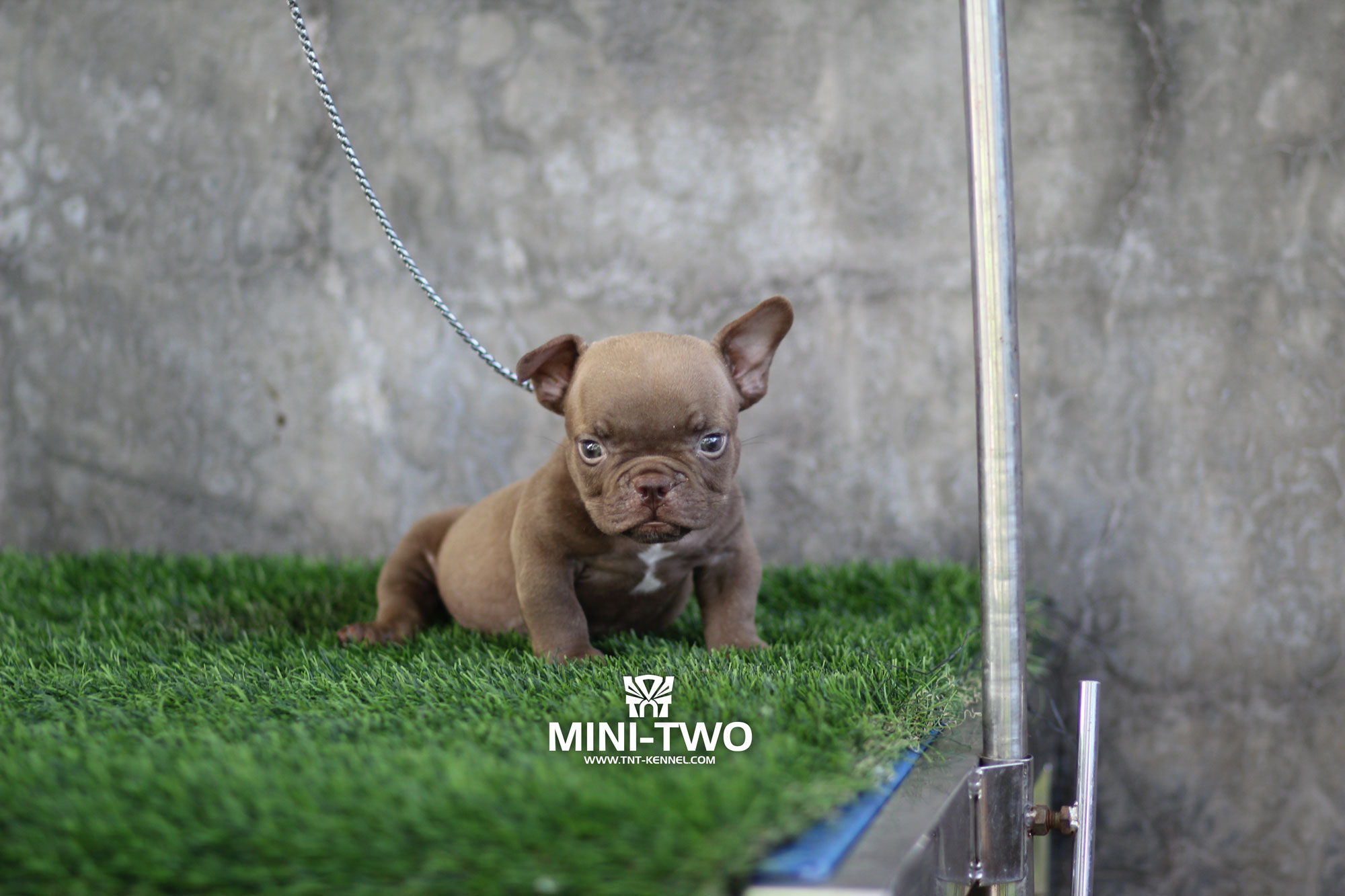 MINI_TWO_tntkennel_ฟาร์มบูลลี่นครปฐม